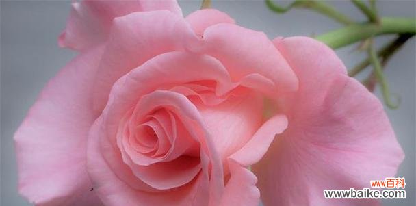 探索粉色玫瑰花背后的浪漫与温柔 粉色玫瑰花的花语与寓意