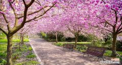探寻樱花的神秘之美 樱花的花语和传说