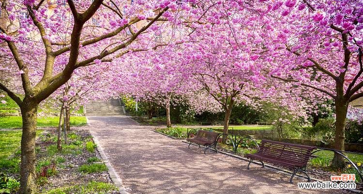 探寻樱花的神秘之美 樱花的花语和传说