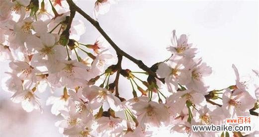 樱花——美丽的化身与温暖的象征 樱花之美