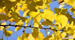 揭示银杏树的象征意义与文化价值 银杏