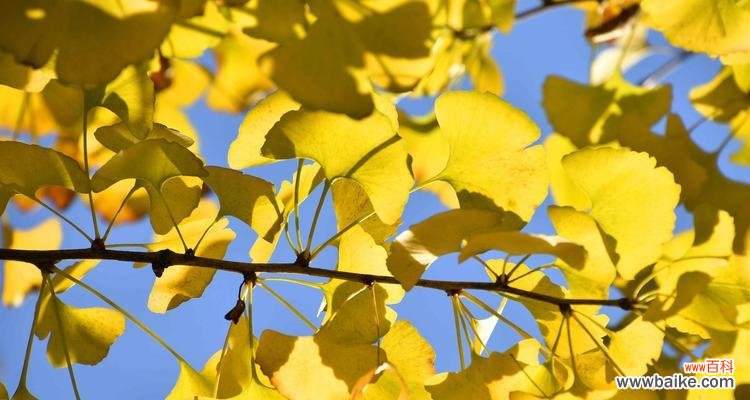 揭示银杏树的象征意义与文化价值 银杏