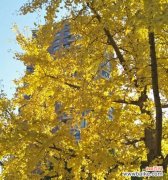 送人银杏叶的花语及其象征意义 银杏叶的寓意——生命的希望与坚韧