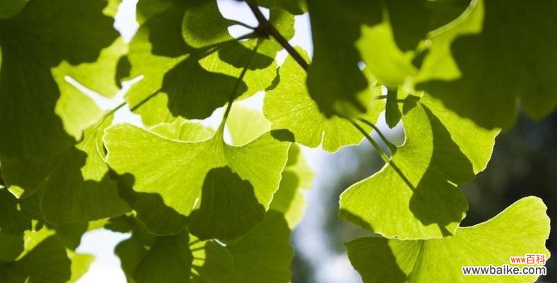 银杏树叶的丰富内涵与美好寓意 银杏树叶的寓意与象征