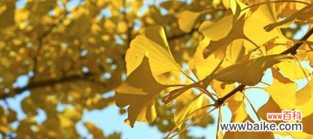 以银杏叶对爱情的寓意探索 银杏叶中的爱情哲学