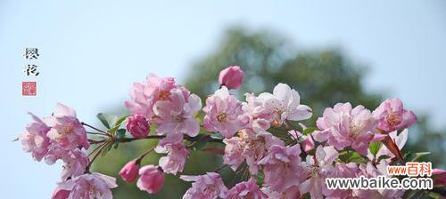 美丽盛开的花朵 樱桃花