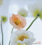 探寻虞美人花语的深意与情感 虞美人花语的美丽与哀愁