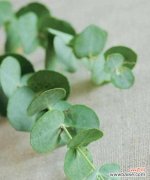 探寻尤加利的神秘花语与寓意 尤加利的花语与寓意