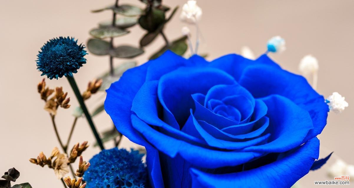 道具让人着迷的花语是什么?如何通过花语表达情感?