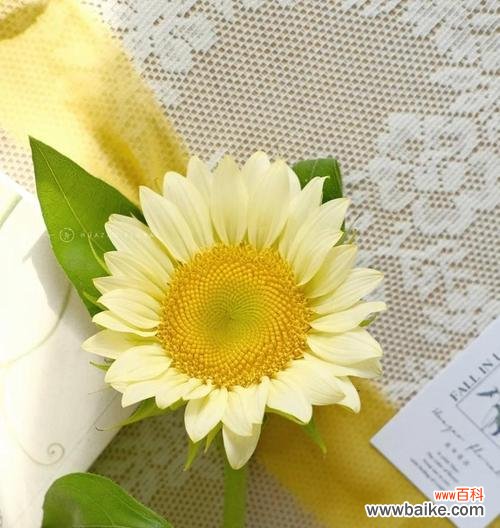 道具让人着迷的花语是什么?如何通过花语表达情感?