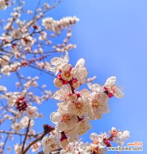 不再期待的花语代表什么？
