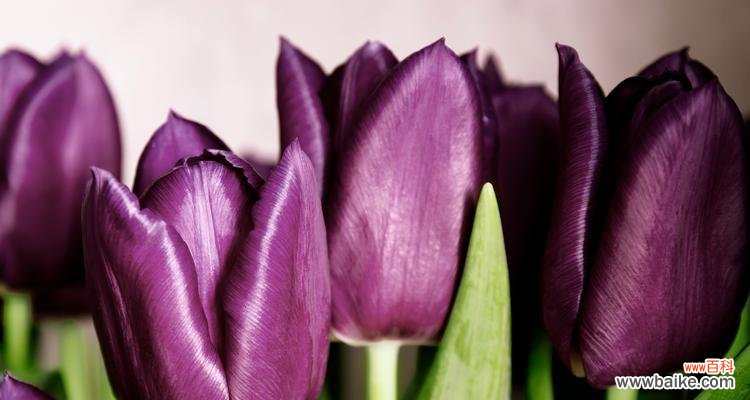 树的花语是否象征奇思妙想？这种花语有何由来？