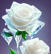 白玫瑰友情花语有何深意？白玫瑰代表友情的花语是什么？