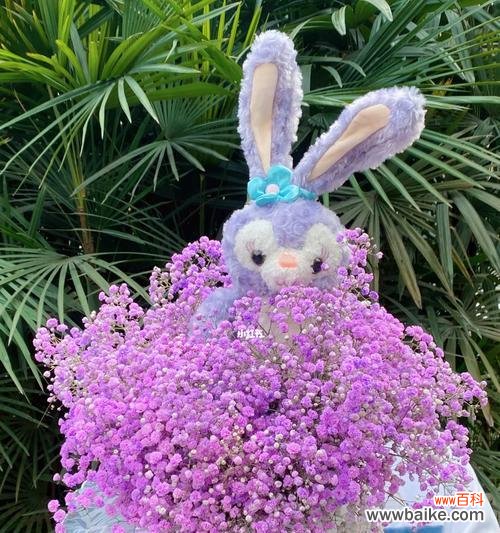 紫色玫瑰花抱抱桶的寓意是什么?紫色玫瑰花抱抱桶有何特别含义?