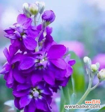 紫色玫瑰花抱抱桶的寓意是什么?紫色玫瑰花抱抱桶有何特别含义?