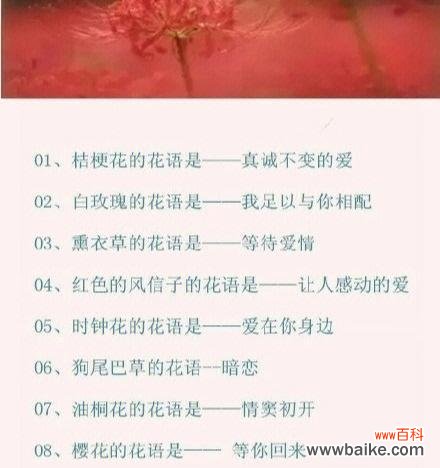 哪种花语能表达朋友间的欣赏?