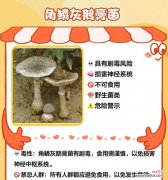 青春蘑的花语代表什么？青春蘑的寓意有哪些？