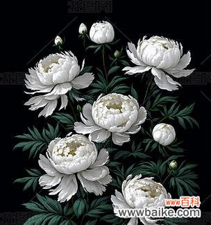 2朵白色牡丹花的寓意是什么?白色牡丹花象征着什么?