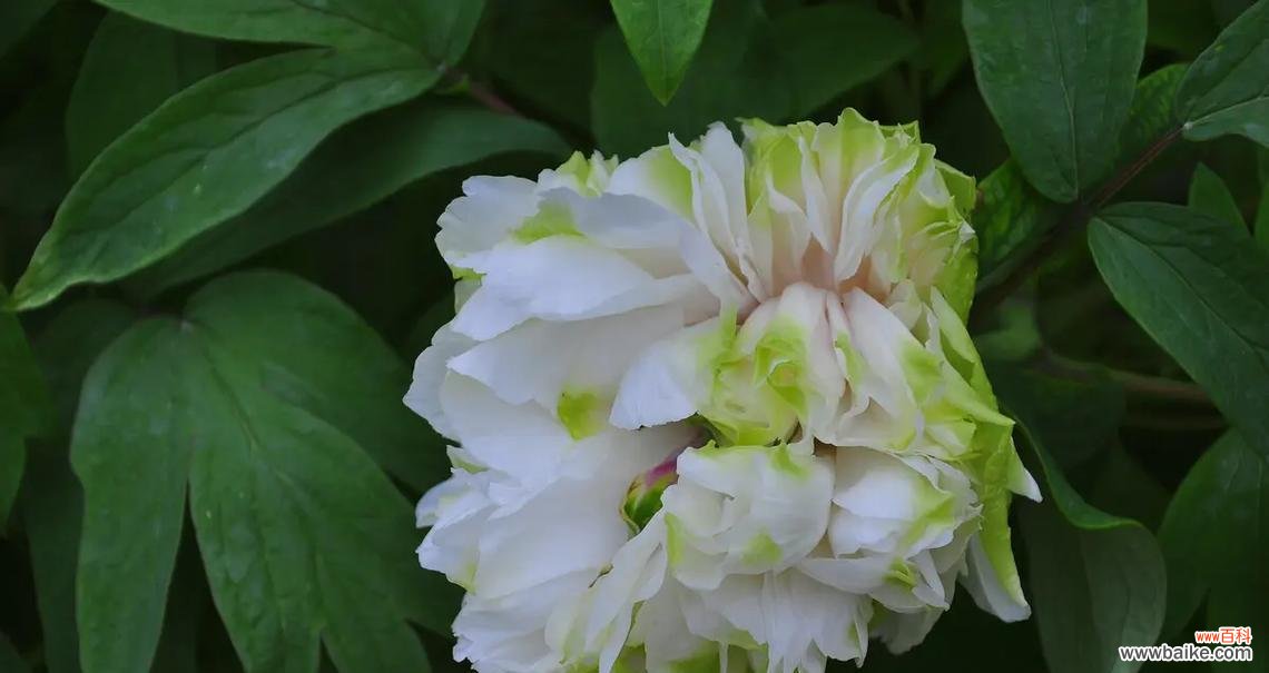 2朵白色牡丹花的寓意是什么?白色牡丹花象征着什么?