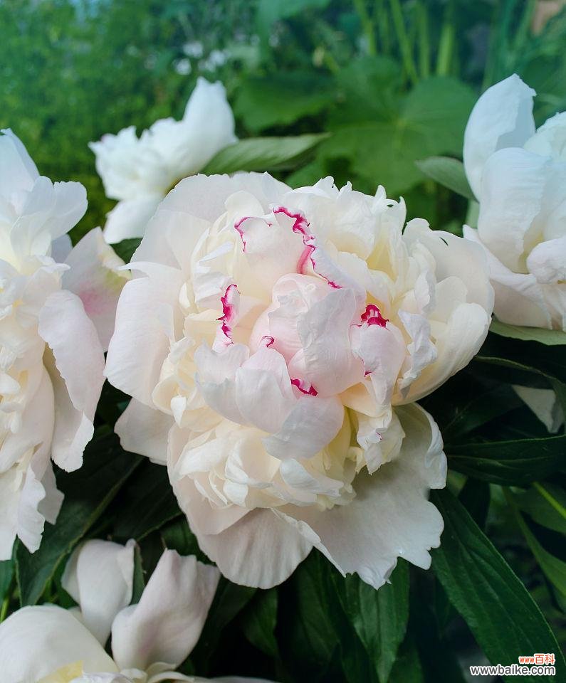 2朵白色牡丹花的寓意是什么?白色牡丹花象征着什么?