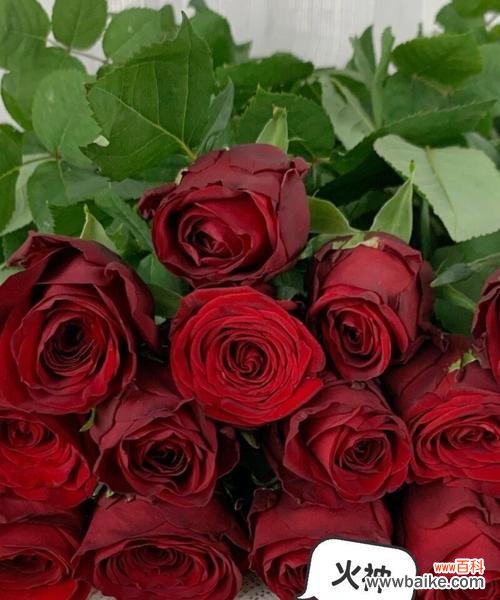 哪种花代表反抗爱情？