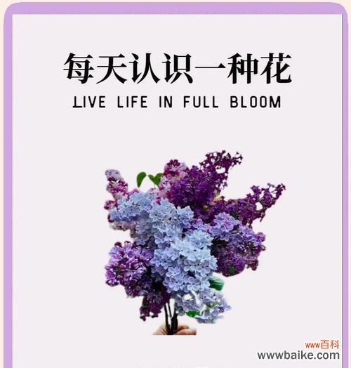 哪种花代表反抗爱情？