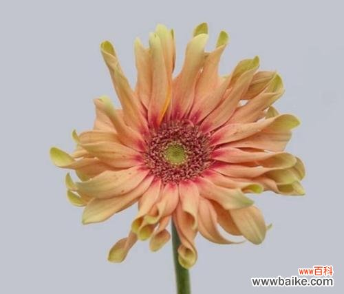 非洲菊的花语有哪些？