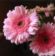 非洲菊的花语有哪些？