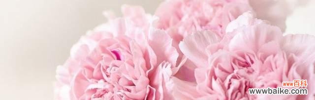 探寻粉康乃馨背后的花语，传递真挚的爱与深深的感激 粉康乃馨的花语