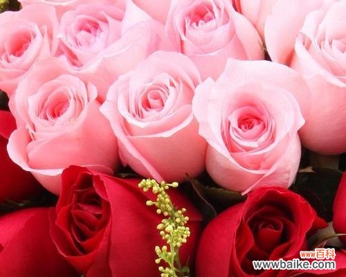传达爱与关怀的花束——19朵粉玫瑰 19朵粉玫瑰的寓意与表达方式