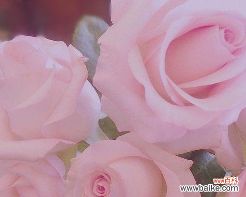 探索粉玫瑰的深层含义 粉玫瑰