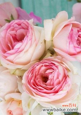 揭示粉玫瑰的隐含寓意与文化象征 粉玫瑰