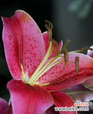 用粉色百合花语传递浪漫与温馨的情感 粉色百合花语传递的美好情感