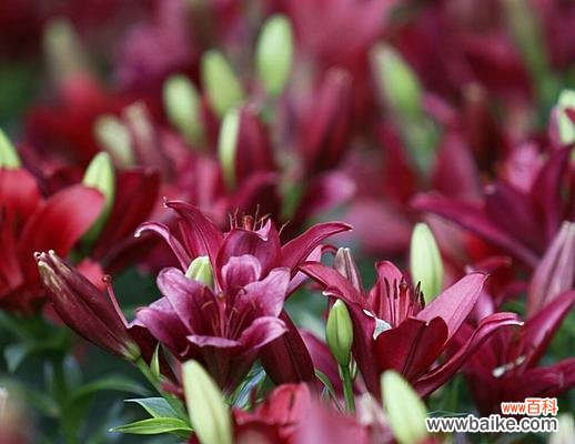 用粉色百合花语传递浪漫与温馨的情感 粉色百合花语传递的美好情感