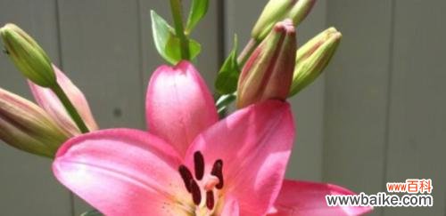 粉色百合花语与寓意