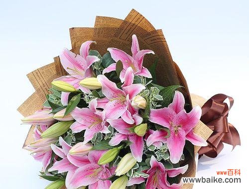 粉色百合花语与寓意