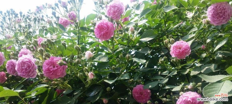 探寻粉蔷薇花语的意义与传承 粉蔷薇花语