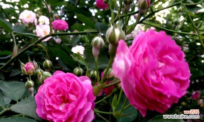 探寻粉蔷薇花语的意义与传承 粉蔷薇花语
