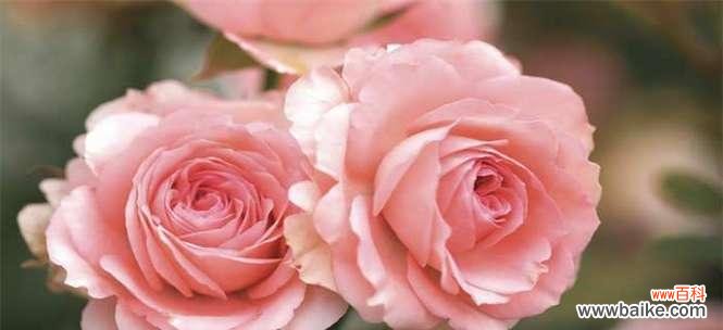 浪漫、温柔、爱情的象征 粉玫瑰花的花语意义
