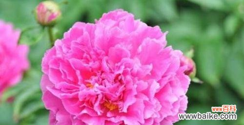 浪漫、温柔、爱情的象征 粉玫瑰花的花语意义