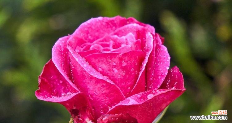 表达爱情和欣赏之美的粉色玫瑰 粉色玫瑰的浪漫意义