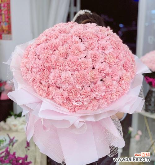 绽放的温柔之花 粉色康乃馨的象征意义