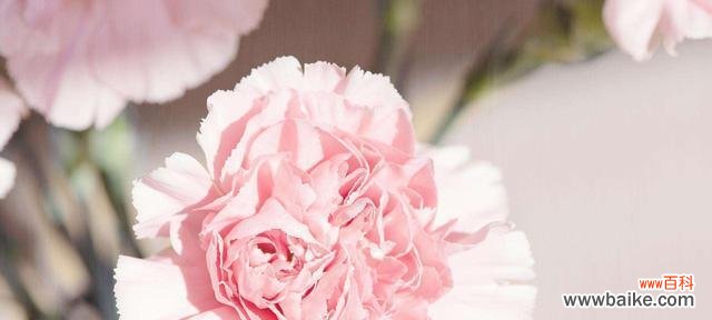 探索粉色菊花的秘密,解读不同花语的含义 粉色菊花的花语与寓意