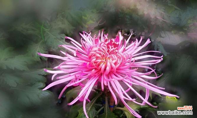 探索粉色菊花的秘密,解读不同花语的含义 粉色菊花的花语与寓意