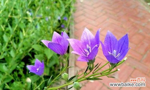 探寻粉色桔梗花背后的含义与情感 桔梗花语的浪漫之谜