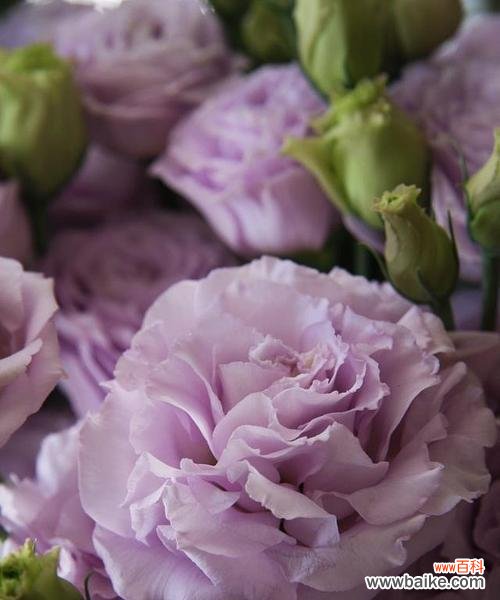 探寻粉色桔梗花背后的含义与情感 桔梗花语的浪漫之谜