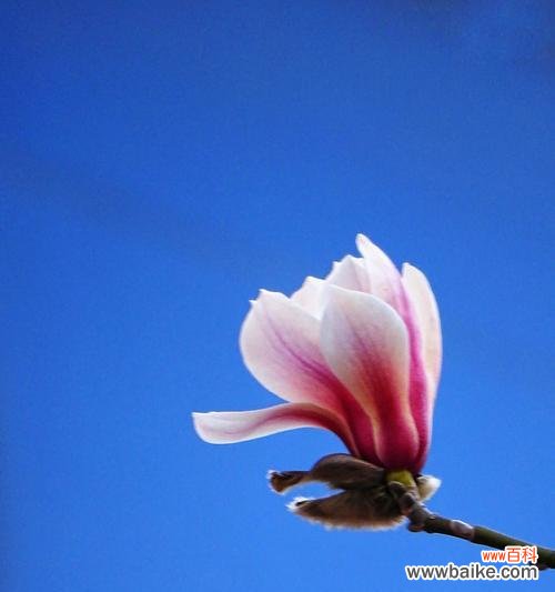 探寻玉兰花在文化中的意义 玉兰花