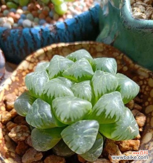 预示着繁荣昌盛的象征 以玉露开花,寓意吉祥兴盛