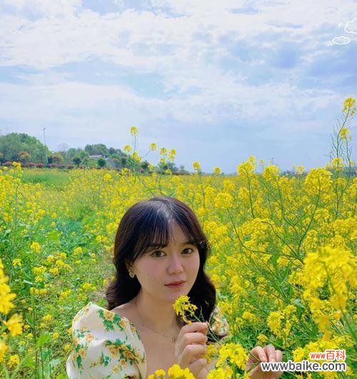 揭秘油菜花的意义和神奇传说 油菜花的花语与传说