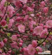 探究榆叶梅的花语和其所带来的神奇作用 以榆叶梅的花语及作用